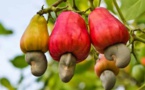 Côte d’Ivoire/Caravane d’information et de dégustation de la pomme d’anacarde : Une rencontre avec la presse prévue jeudi 31 janvier