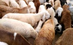 Tchad : le prix du mouton en hausse à l'approche de la fête de Tabaski