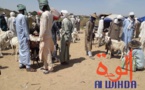 Tchad : Lina, un carrefour pour les marchands de bétail