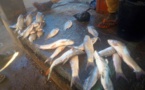 Tchad : grève des vendeurs de poisson à Pala
