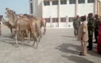 Tchad : des veuves de soldats offrent des chameaux à l'armée