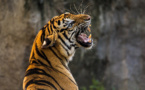 Coronavirus : un tigre testé positif à New York