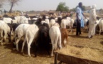 Tchad : hausse des prix de moutons à l'approche de l'Aïd el-Kebir