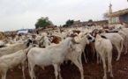 Tchad : un cheptel de plus de 137 millions de têtes de bétail en 2021