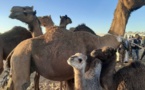 Tchad : des chameaux offerts au PCMT