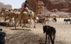 Tchad : 400 dromadaires morts, une intoxication alimentaire selon le gouvernement