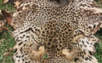 Cameroun : deux hommes arrêtés avec une peau de panthère à Melong