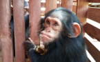 Cameroun : un chef traditionnel arrêté avec deux jeunes chimpanzés à Yaoundé