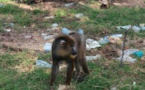 Cameroun : un homme arrêté avec un mandrill à Douala