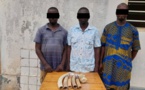 Trafic d’espèces protégées au Togo : 3 trafiquants d’ivoire condamnés à 6 mois de prison