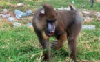 Cameroun : des trafiquants de mandrills traduits au tribunal à Douala