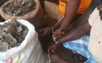 Cameroun : deux trafiquants arrêtés avec 66 kg d'écailles de pangolin à Yaoundé