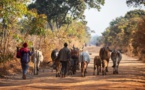 Zambie : la BAD aide les petits éleveurs à s'adapter au changement climatique