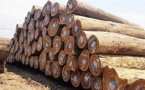 Guinée Equatoriale : l'exportation des bois en grumes sera interdite à partir du juin prochain