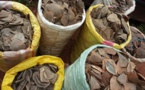 Trafic illicite d’espèces sauvages protégées : du pangolin à l’éléphant, le mythe de l’ivoire et des écailles