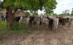 Tchad : 46 des 503 bœufs emportés au village Toumbao retrouvés