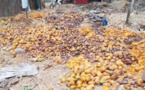 Tchad : le manque d'unités de transformation des fruits contribue au gaspillage