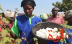 Tchad : production du coton, entre progrès et réalités d'exploitation locale