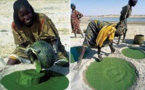 La spiruline, un remède traditionnel oublié de nos jours au Tchad