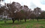 Tchad : au Logone Oriental, les arbres fruitiers dépérissent malgré les précipitations