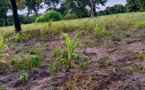 Tchad : plusieurs champs de mil dévastés par les insectes dans le canton Kome Ndolebe