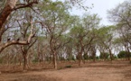 Tchad : La désertification et le reboisement comme priorité pour les zones rurales
