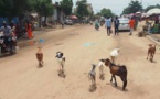 ​N'Djamena - Divagation des animaux dans la ville et sur les voies : un risque d'accidents