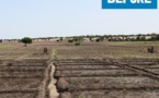 Lac Tchad : Réhabilitation de terres agricoles grâce à l'énergie solaire