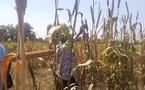Tchad - Bébédjia : L'ITRAD organise une journée portes ouvertes pour évaluer de nouvelles variétés de céréales