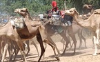 Tchad : La transhumance, un défi permanent dans le Batha