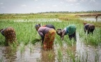 Sénégal : plus de 55 millions d’euros de la BAD pour les productions agricoles, les emplois et les revenus