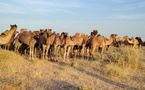 Tchad : Le canton Dogorda contribue à l'effort de guerre contre Boko Haram avec un don de dromadaires