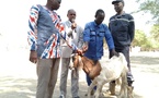 N'Djamena : La mairie du 9ᵉ arrondissement distribue des moutons aux leaders religieux