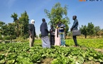 Tchad : Les jeunes agripreneurs plongent au cœur de l'agriculture urbaine