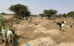 Tchad - Lamadji : Un cimetière livré aux animaux
