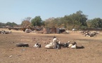 Tchad : le CEG de Doyon partage sa cour avec des troupeaux de moutons