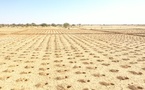 Le Zaï, une technique ancestrale au service de l'agriculture tchadienne