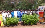 Tchad - Moyen-Chari : Le projet SODEFIKA forme à la technique du greffage de plants de karité
