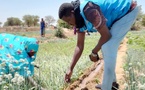Tchad : L'agriculture maraîchère, une bouée de sauvetage pour les réfugiés et les autochtones de Hadjar Hadid