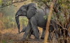 Plus de 500 Éléphants dans le Parc National de Zakouma au Tchad