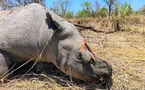 Tchad : l’AJDE réagit face à la menace des braconniers sur les rhinocéros du Parc de Zakouma