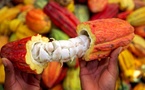 Cameroun : Yaoundé accueille la 111ème session de l'Organisation Internationale du Cacao