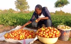Tchad : Dendjim Antoinette, une agronome engagée dans la culture biologique à Mbagti