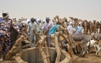 Tchad - Urgence sanitaire à Yiga Droussa : Analyse de l’eau après une mortalité alarmante de dromadaires