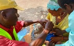 Tchad : une caravane de vaccination dans le Moyen-Chari au service des humains et des animaux