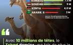 Tchad : Champion mondial du dromadaire, un potentiel économique inexploité