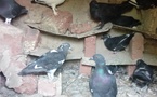 N'Djamena : L'élevage de pigeons domestiques en voie de disparition