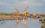 Tchad : 21 juin, Journée mondiale de la girafe - Un appel à la protection d'un symbole menacé