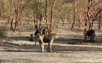 Tchad - Tourisme / Les babouins de Zakouma : Des rencontres insolites et divertissantes au cœur du parc national