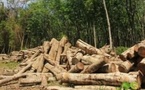 Guinée : repos biologique, interdiction temporaire de coupe de bois